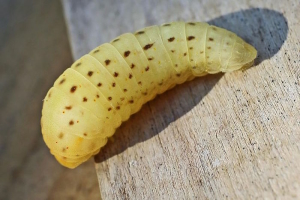 Iphiclides_Podalirius_Pupating