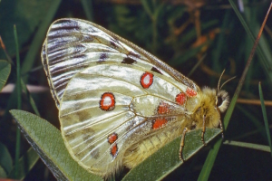 Papillon Apollon