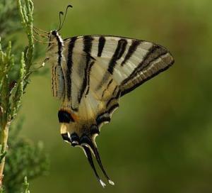Papillon-Flambe-2