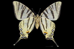 Papillon-Flambe-Female-Bottom