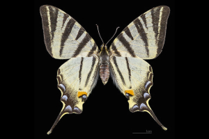 Papillon-Flambe-Female-Top