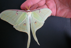 Papillon-Lune-2