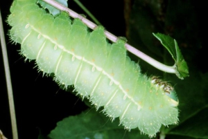 Papillon-Lune-Chenille-3