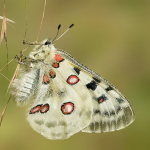 Papillon Apollon
