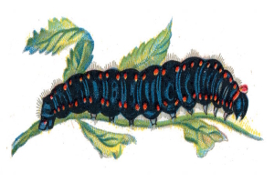 Papillon Apollon Chenille