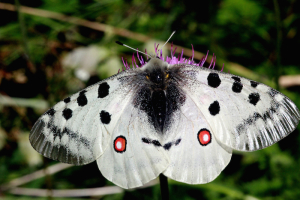 Papillon Apollon Femelle