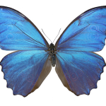Morpho menelaus didius Male Dos MHNT