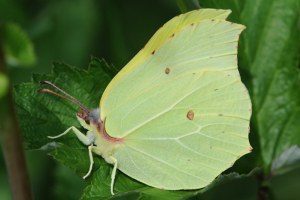 papillon-citron-male