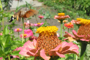 papillon-colibri-3