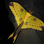 Papillon de Madagascar