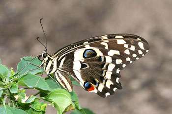 Papillon (Papillon de Vinson)