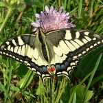 Papilon Machaon