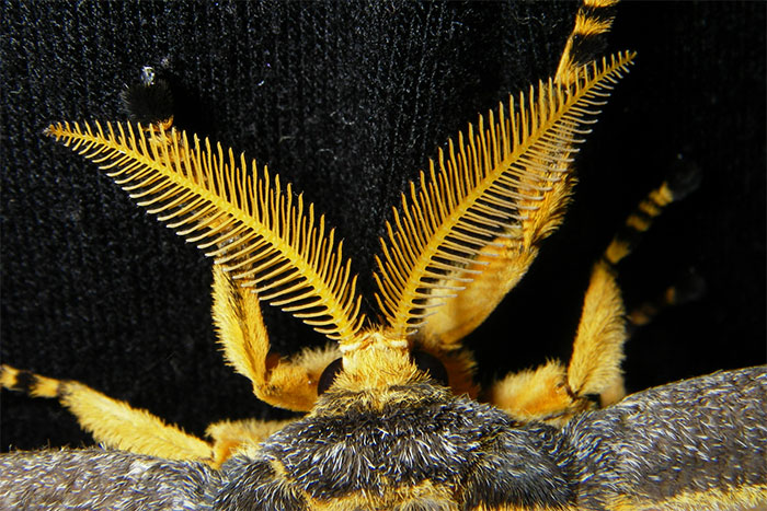 Le Papillon de Madagascar Antennes