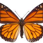 Le Papillon Monarque
