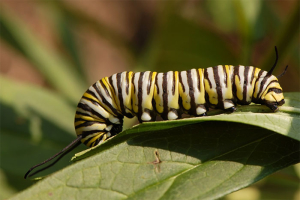 Le Papillon Monarque Chenille