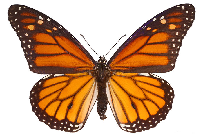 Le Papillon Monarque