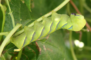 Papillon Sphinx Chenille