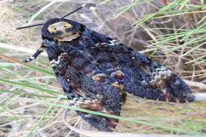 Papillon Sphinx Dos