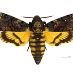 Papillon Tete de Mort