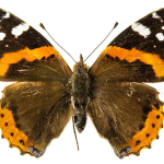 papillon-vulcain